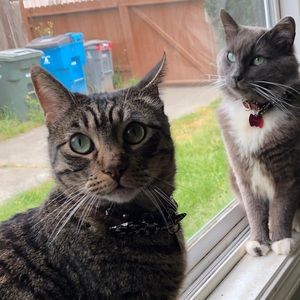 Meet your Posher, Dedebbie